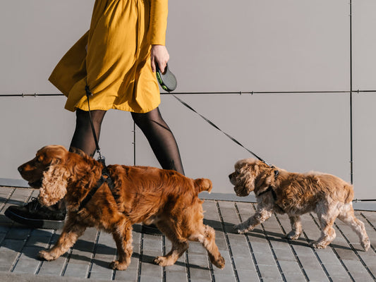 Is God a Dog? A Journey of Healing Through Dog Walking